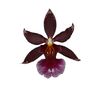 enexclusive-orchids-barrocco-red-red-601023-1