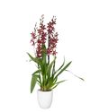 enexclusive-orchids-barrocco-red-red-601023-2