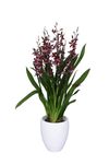 enexclusive-orchids-barrocco-red-red-601023-3