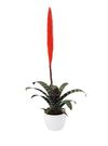 enbromelia-era-red-700352-1