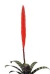 esbromelia-para-maceta-era-rojo-700352-0
