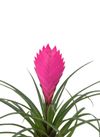 enbromelia-anita-pink-700312-0