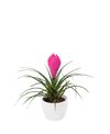 enbromelia-anita-pink-700312-1