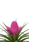 bromelia-potplanten-josee-roze-700315-0