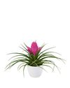 bromelia-potplanten-josee-roze-700315-1