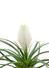 esbromelia-para-maceta-biancini-blanco-700317-1