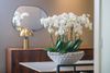 phalaenopsis-potplanten-glasgow-wit-106939-0
