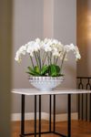 phalaenopsis-potplanten-glasgow-wit-106939-1