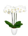 enphalaenopsis-pot-glasgow-white-106939-3