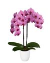 phalaenopsis-potplanten-dijon-koper-107197-2
