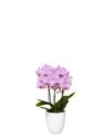 phalaenopsis-potplanten-chambery-lila-108076-1