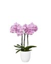 enphalaenopsis-pot-chambery-lilac-108076-2