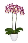 phalaenopsis-potplanten-zagreb-paars-108224-1