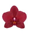 phalaenopsis-potplanten-nice-rood-109045-0