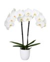 phalaenopsis-potplanten-middlesbrough-wit-107920-2