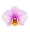 phalaenopsis-potplanten-zadar-lila-109034-0