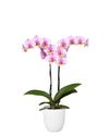 phalaenopsis-potplanten-zadar-lila-109034-1