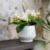 Anthura Nazare Phalaenopsis
