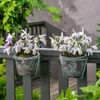 Pleione_serie43