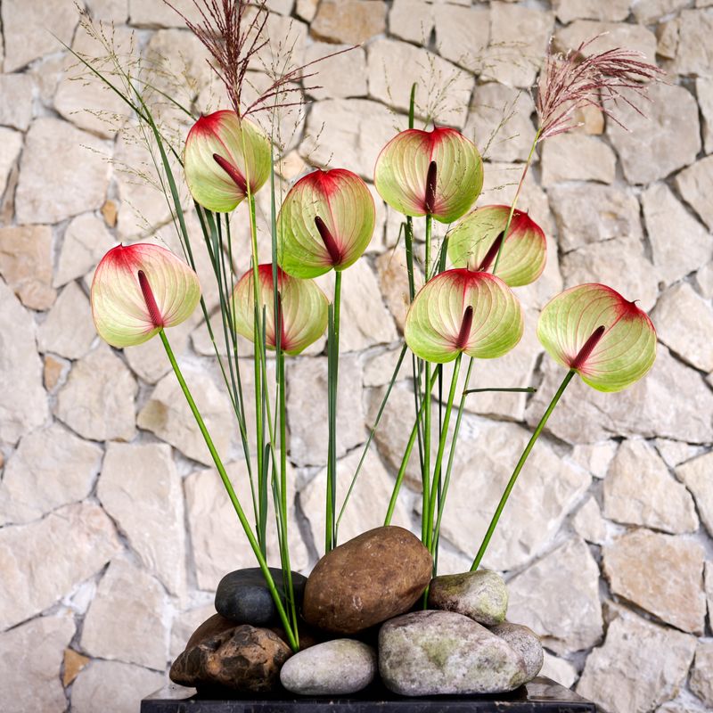 ace of hearts plant anthurium Anthurium 'Ace of Spades' – Rare Black Velvet Anthurium