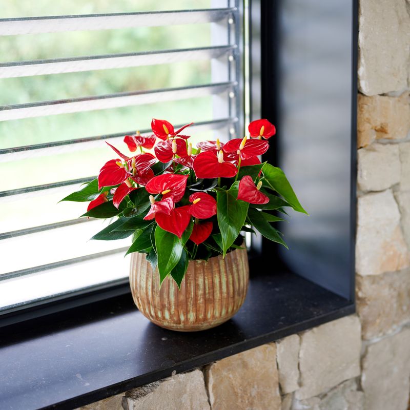 Anthura | breeder of anthuriums, orchids and bromeliads