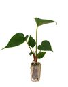 6-cm-pluggen