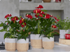 anthurium-pot