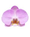 enphalaenopsis-pot-pink-107066-0