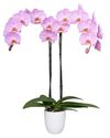 enphalaenopsis-pot-pink-107066-1