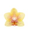 phalaenopsis-potplanten-geel-107837-0