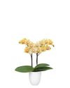 phalaenopsis-potplanten-geel-107837-1