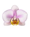 phalaenopsis-potplanten-lila-106975-0