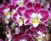 phalaenopsis-potplanten-paars-108523-0