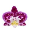 enphalaenopsis-pot-purple-108523-1