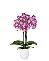 enphalaenopsis-pot-purple-108523-2