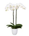 enphalaenopsis-pot-white-110308-1