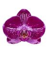 phalaenopsis-potplanten-roze-104769-0