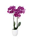 enphalaenopsis-pot-pink-104769-1