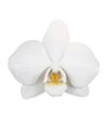 enphalaenopsis-pot-venice-white-100580-0