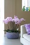 phalaenopsis-potplanten-manila-lila-100963-0