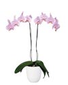 phalaenopsis-potplanten-manila-lila-100963-3