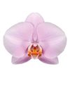 enphalaenopsis-pot-manila-lilac-100963-2