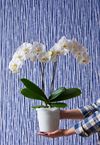 phalaenopsis-potplanten-cambridge-wit-101258-0