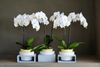 phalaenopsis-potplanten-cambridge-wit-101258-1