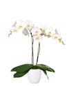 phalaenopsis-potplanten-cambridge-wit-101258-3
