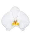 enphalaenopsis-pot-cambridge-white-101258-2