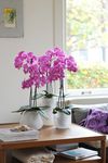 enphalaenopsis-pot-las-palmas-pink-101339-1
