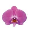 enphalaenopsis-pot-las-palmas-pink-101339-2