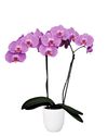 enphalaenopsis-pot-las-palmas-pink-101339-3