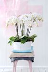 enphalaenopsis-pot-york-white-101347-0
